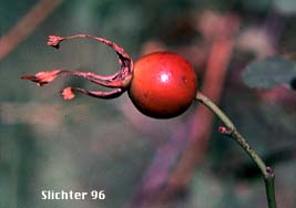 Hip of Nootka Rose: Rosa nutkana ssp. macdougalii (Synonyms: Rosa anatonensis, Rosa caeruleomontana, Rosa columbiana, Rosa durandii, Rosa jonesii, Rosa macdougalii, Rosa megalantha, Rosa muriculata, Rosa nutkana var. alta, Rosa nutkana var. hispida, Rosa nutkana var. macdougalii, Rosa nutkana var. pallida, Rosa nutkana var. setosa, Rosa rainierensis, Rosa spaldingii, Rosa spaldingii var. alta, Rosa spaldingii var. chelanensis, Rosa spaldingii var. hispida, Rosa spaldingii var. parkeri)