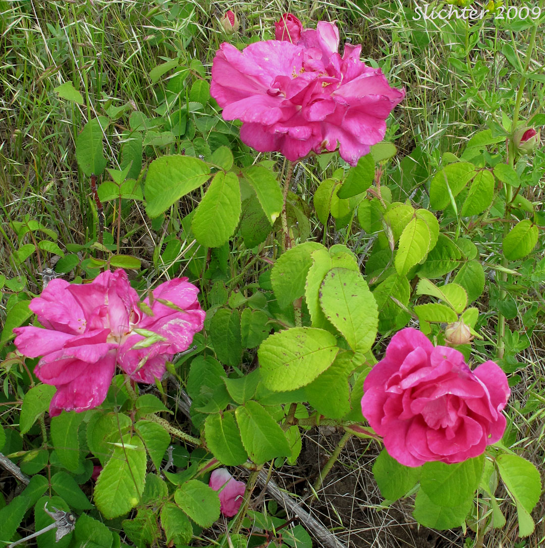 unidentified hierloom rose ?