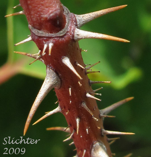 Prickles of unidentified heirloom rose #3