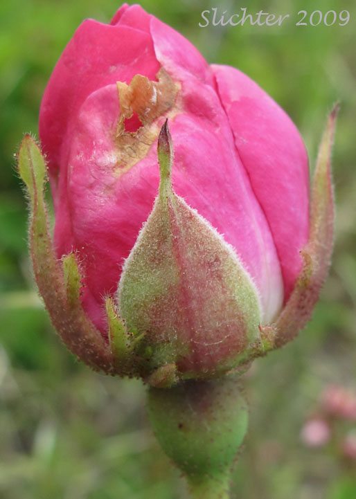Flower bud of unidentified heirloom rose #3