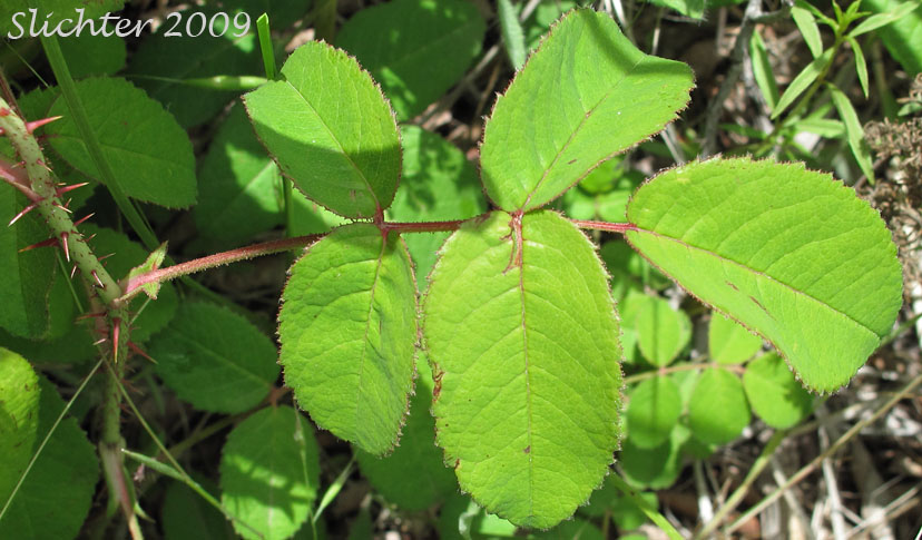 Leaf of unidentified heirloom rose #3