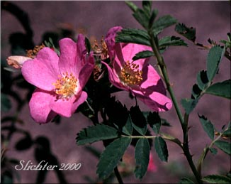 Pearhip Rose, Wood's Rose: Rosa woodsii var. ultramontana (Synonyms: Rosa arizonica, Rosa arizonica var. granulifera, Rosa covillei, Rosa macounii, Rosa lapwaiensis, Rosa pecosensis, Rosa ultramontana, Rosa woodsii ssp. ultramontana, Rosa woodsii var. arizonica, Rosa woodsii var. granulifera, Rosa woodsii var. woodsii)