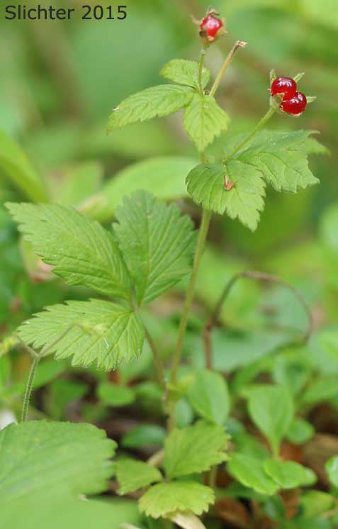 Arctic Blackberry, Arctic Bramble, Arctic Raspberry, Crimson Blackberry, Dwarf Blackberry, Dwarf Raspberry, Nagoonberry, Nectarberry, Northern Blackberry, Wineberry: Rubus arcticus ssp. acaulis