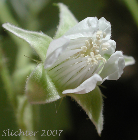 Flower of American Red Raspberry, Western Red Raspberry: Rubus idaeus