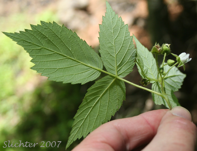 Lower leaf surface of American Red Raspberry, Western Red Raspberry: Rubus idaeus