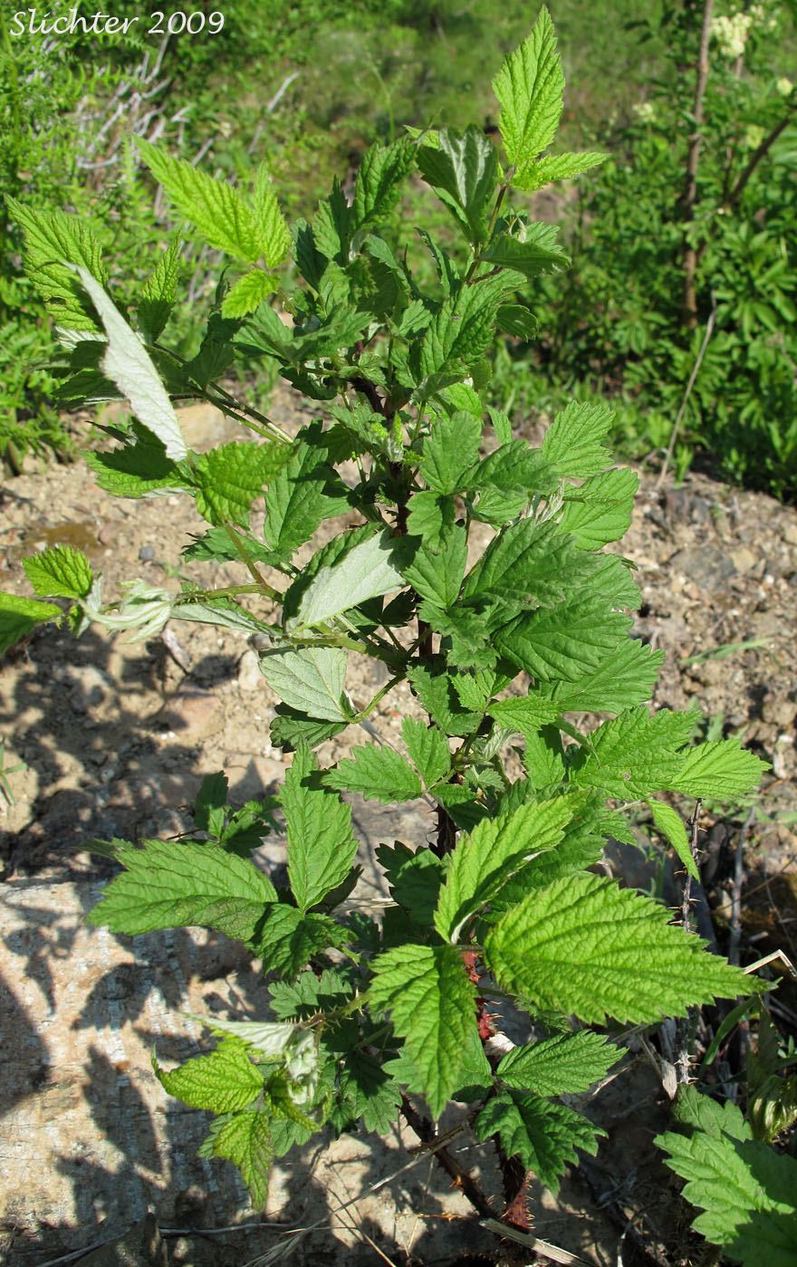 American Red Raspberry, Western Red Raspberry: Rubus idaeus