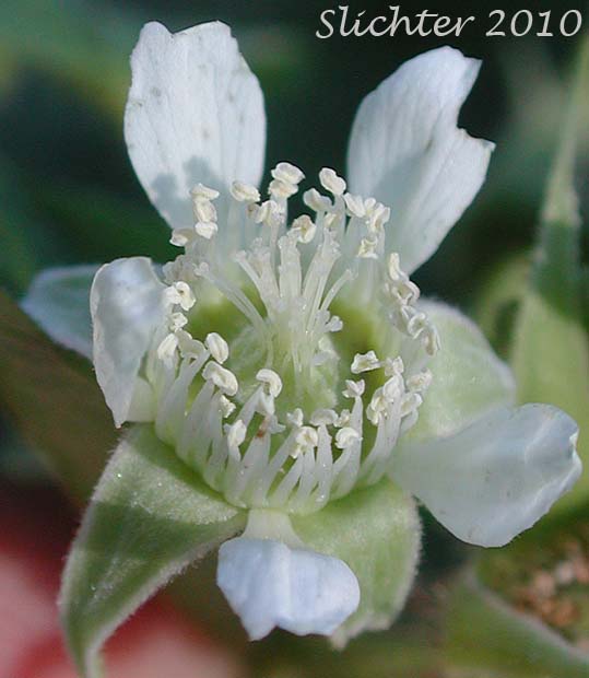 Flower of American Red Raspberry, Grayleaf Red Raspberry, North American Red Raspberry, Western Red Raspberry: Rubus idaeus ssp. strigosus (Synonyms: Rubus carolinianus, Rubus idaeus ssp. melanolasius, Rubus idaeus ssp. sachalinensis, Rubus idaeus var. aculeatissimus, Rubus idaeus var. canadensis, Rubus idaeus var. gracilipes, Rubus idaeus var. melanolasius, Rubus idaeus var. melanotrachys, Rubus idaeus var. strigosus, Rubus melanolasius, Rubus neglectus, Rubus strigosus, Rubus strigosus var. acalyphaceus, Rubus strigosus var. arizonicus, Rubus strigosus var. canadensis)
