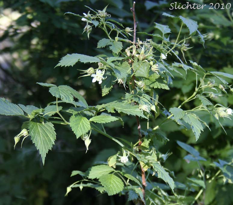 American Red Raspberry, Grayleaf Red Raspberry, North American Red Raspberry, Western Red Raspberry: Rubus idaeus ssp. strigosus (Synonyms: Rubus carolinianus, Rubus idaeus ssp. melanolasius, Rubus idaeus ssp. sachalinensis, Rubus idaeus var. aculeatissimus, Rubus idaeus var. canadensis, Rubus idaeus var. gracilipes, Rubus idaeus var. melanolasius, Rubus idaeus var. melanotrachys, Rubus idaeus var. strigosus, Rubus melanolasius, Rubus neglectus, Rubus strigosus, Rubus strigosus var. acalyphaceus, Rubus strigosus var. arizonicus, Rubus strigosus var. canadensis)