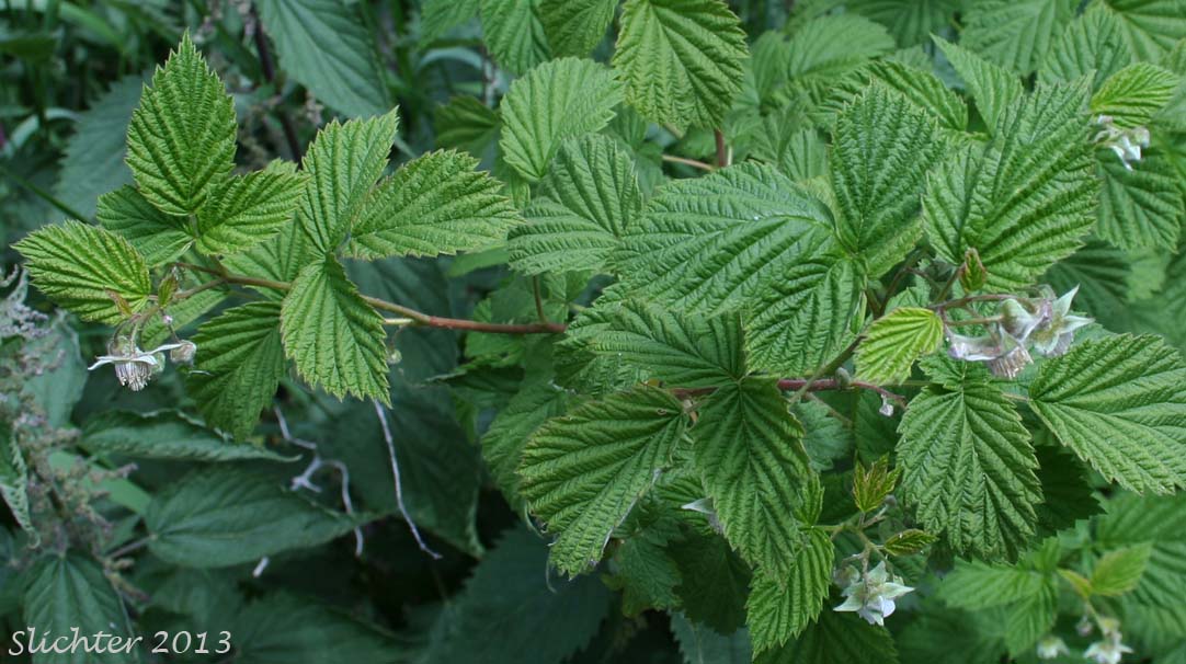 American Red Raspberry, Grayleaf Red Raspberry, North American Red Raspberry, Western Red Raspberry: Rubus idaeus ssp. strigosus (Synonyms: Rubus carolinianus, Rubus idaeus ssp. melanolasius, Rubus idaeus ssp. sachalinensis, Rubus idaeus var. aculeatissimus, Rubus idaeus var. canadensis, Rubus idaeus var. gracilipes, Rubus idaeus var. melanolasius, Rubus idaeus var. melanotrachys, Rubus idaeus var. strigosus, Rubus melanolasius, Rubus neglectus, Rubus strigosus, Rubus strigosus var. acalyphaceus, Rubus strigosus var. arizonicus, Rubus strigosus var. canadensis)