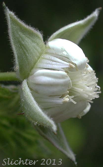 Flower of American Red Raspberry, Grayleaf Red Raspberry, North American Red Raspberry, Western Red Raspberry: Rubus idaeus ssp. strigosus (Synonyms: Rubus carolinianus, Rubus idaeus ssp. melanolasius, Rubus idaeus ssp. sachalinensis, Rubus idaeus var. aculeatissimus, Rubus idaeus var. canadensis, Rubus idaeus var. gracilipes, Rubus idaeus var. melanolasius, Rubus idaeus var. melanotrachys, Rubus idaeus var. strigosus, Rubus melanolasius, Rubus neglectus, Rubus strigosus, Rubus strigosus var. acalyphaceus, Rubus strigosus var. arizonicus, Rubus strigosus var. canadensis)