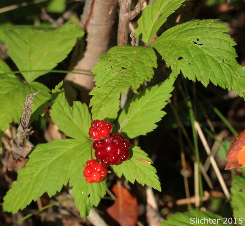 Dwarf Red Blackberry,Dwarf Red Raspberry, Dewberry: Rubus pubescens (Synonyms: Cylactis pubescens, Rubus pubescens var. pubescens, Rubus triflorus)