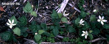 Dewberry, California Blackberry, Trailing Blackberry: Rubus ursinus var. macropetalus
