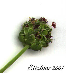 Inflorescence of Garden Burnet, Small Burnet: Poterium sanguisorba var. polygamum (Synonyms: Poterium polygamum, Poterium sanguisorba, Sanguisorba minor, Sanguisorba minor ssp. balearica, Sanguisorba minor var. muricata)