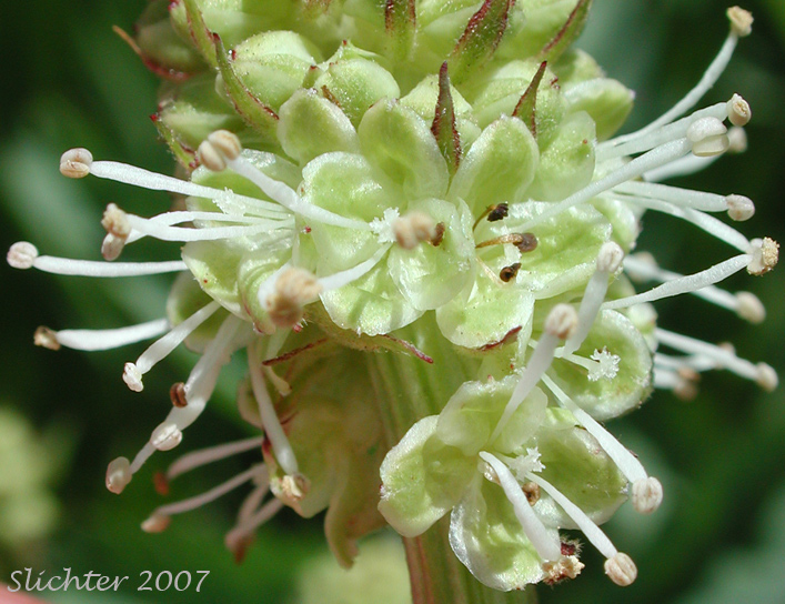 Close-up of the inflorescence of Broad-leaved Burnet, Canadian Burnet, Sitka Burnet: Sanguisorba stipulata (Synonyms: Sanguisorba canadensis, Sanguisorba canadensis ssp. latifolia, Sanguisorba canadensis var. latifolia, Sanguisorba canadensis var. sitchensis, Sanguisorba sitchensis)