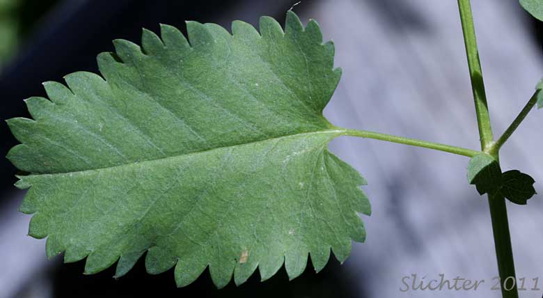 Upper surface of a leaflet of Broad-leaved Burnet, Canadian Burnet, Sitka Burnet: Sanguisorba stipulata (Synonyms: Sanguisorba canadensis, Sanguisorba canadensis ssp. latifolia, Sanguisorba canadensis var. latifolia, Sanguisorba canadensis var. sitchensis, Sanguisorba sitchensis)