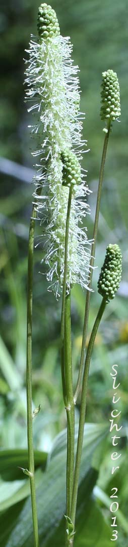 Inflorescence of Broad-leaved Burnet, Canadian Burnet, Sitka Burnet: Sanguisorba stipulata (Synonyms: Sanguisorba canadensis, Sanguisorba canadensis ssp. latifolia, Sanguisorba canadensis var. latifolia, Sanguisorba canadensis var. sitchensis, Sanguisorba sitchensis)