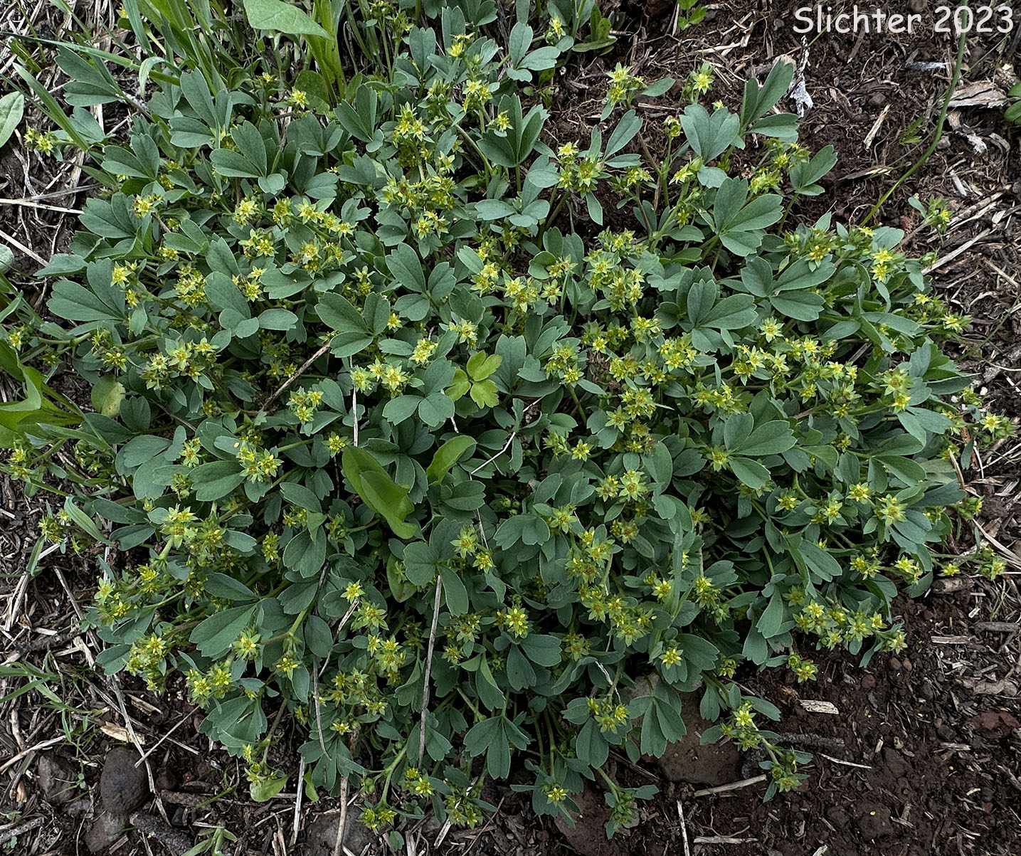 Sibbaldia, Creeping Sibbaldia: Sibbaldia procumbens (Synonyms: Potentilla procumbens, Potentilla sibbaldii)