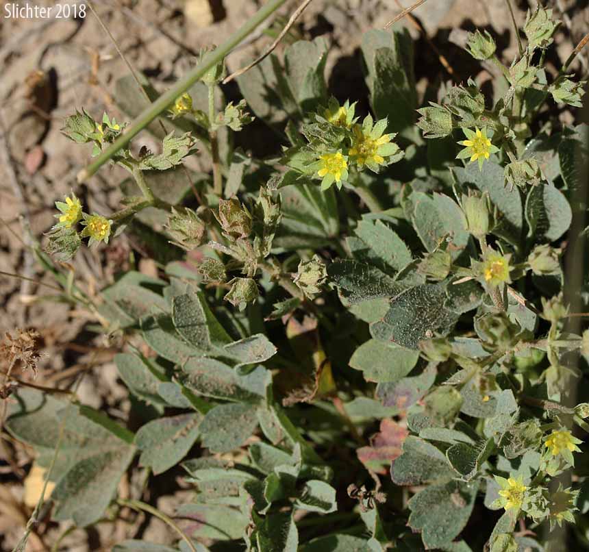 Sibbaldia, Creeping Sibbaldia: Sibbaldia procumbens (Synonyms: Potentilla procumbens, Potentilla sibbaldii)
