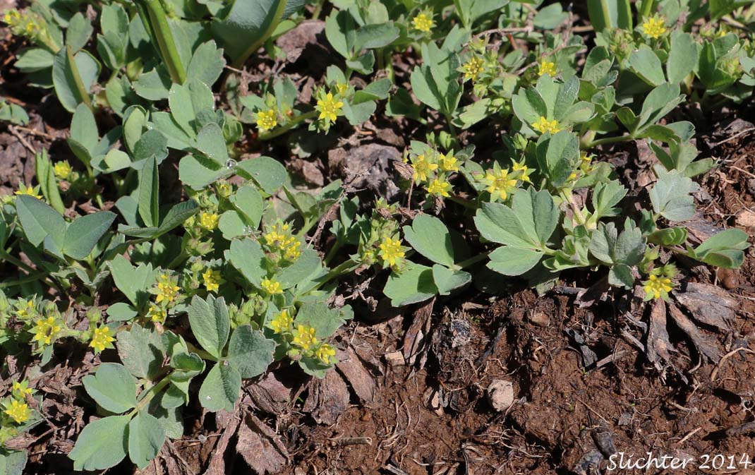 Sibbaldia, Creeping Sibbaldia: Sibbaldia procumbens (Synonyms: Potentilla procumbens, Potentilla sibbaldii)