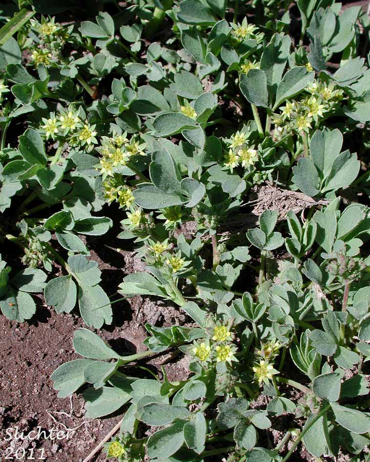 Sibbaldia, Creeping Sibbaldia: Sibbaldia procumbens (Synonyms: Potentilla procumbens, Potentilla sibbaldii)