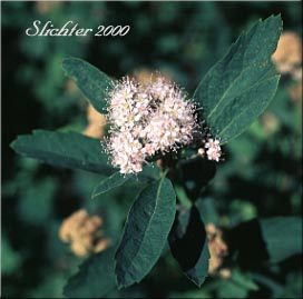 Pyramid Spiraea: Spiraea X pyramidata (Synonyms: Spiraea x subvillosa, Spiraea menziesii var. pyramidata, Spiraea tomentulosa)