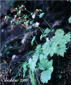 Bolandra, Northern False Coolwort, Oregon Bolandra: Bolandra oregana (Synonyms: Bolandra oregana var. imnahaensis, Bolandra oregana var. oregana)