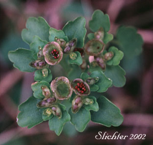 Northern Golden-saxifrage, Northern Water-carpet: Chrysosplenium tetrandrum (Synonyms: Chrysosplenium alternifolium, Chrysosplenium alternifolium ssp. tetrandrum, Chrysosplenium alternifolium var. tetrandrum)