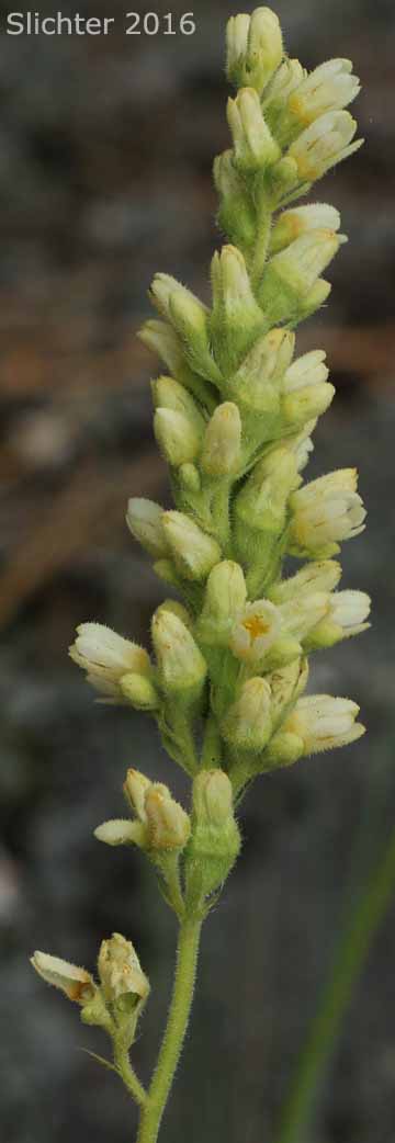 Roundleaf Alumroot, Lava Alumroot: Heuchera cylindrica var. cylindrica (Synonyms: Heuchera cylindrica var. suksdorfii, Heuchera saxicola, Heuchera suksdorfii)