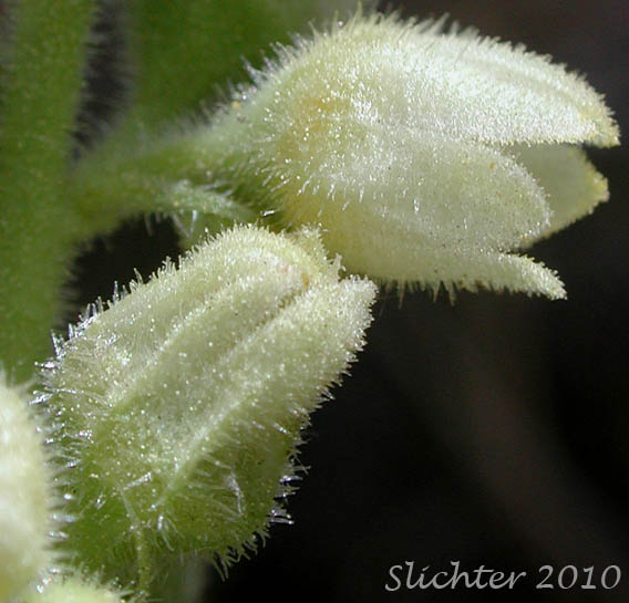 Close-ups of the flower ofRoundleaf Alumroot, Lava Alumroot: Heuchera cylindrica var. cylindrica (Synonyms: Heuchera cylindrica var. suksdorfii, Heuchera saxicola, Heuchera suksdorfii)