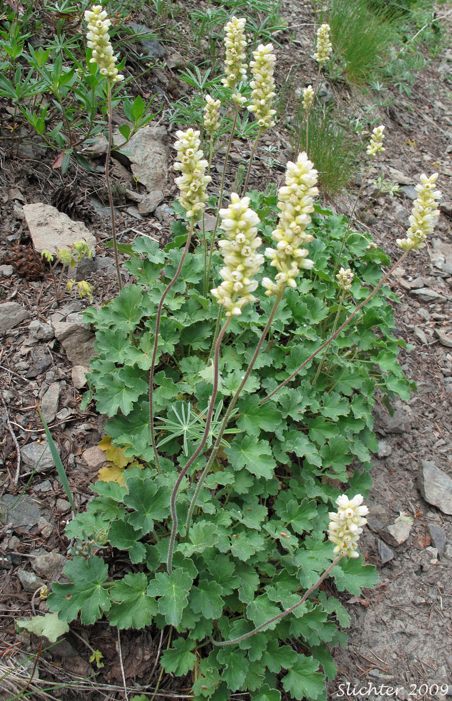 Roundleaf Alumroot, Lava Alumroot: Heuchera cylindrica var. cylindrica (Synonyms: Heuchera cylindrica var. suksdorfii, Heuchera saxicola, Heuchera suksdorfii)