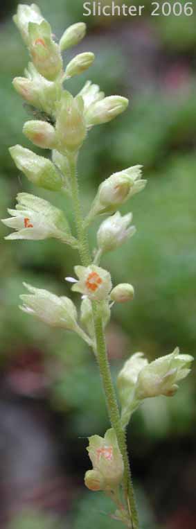 Inflorescence of Gooseberryleaf Alumroot, Gooseberryleaved Alumroot, Gooseberry-leaved Alumroot: Heuchera grossulariifolia var. grossulariifolia (Synonym: Heuchera cusickii)