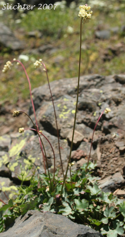 Gooseberryleaf Alumroot, Gooseberryleaved Alumroot, Gooseberry-leaved Alumroot: Heuchera grossulariifolia var. grossulariifolia (Synonym: Heuchera cusickii)