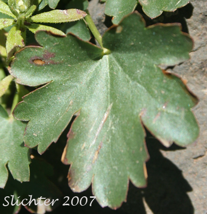 Leaf of Gooseberryleaf Alumroot, Gooseberryleaved Alumroot, Gooseberry-leaved Alumroot: Heuchera grossulariifolia var. grossulariifolia (Synonym: Heuchera cusickii)