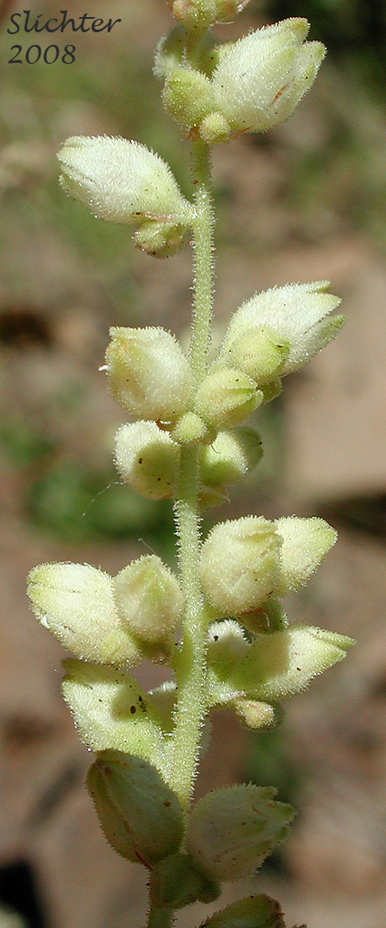 Inflorescence of Heuchera grossulariifolia