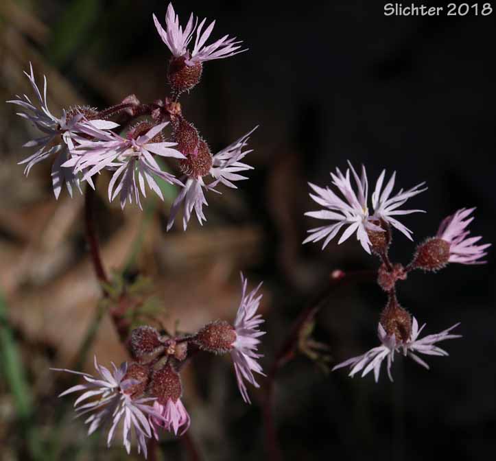Smooth Fringecup, Smooth Prairie Star, Bulblet Prairie Star, Bulbous Woodland-star, Bulbiferous Prairie-star: Lithophragma glabrum (Synonyms: Lithophragma bulbifera, Lithophragma glabra)
