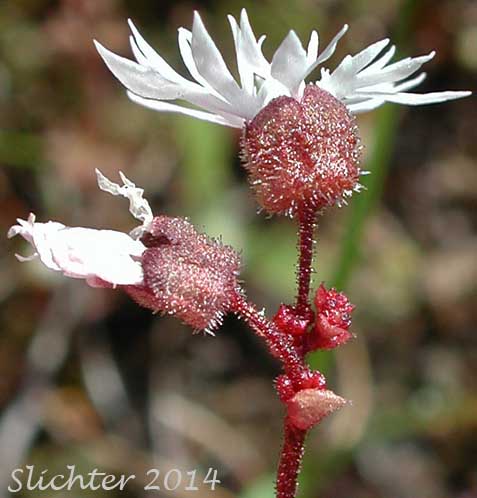 Smooth Fringecup, Smooth Prairie Star, Bulblet Prairie Star, Bulbous Woodland-star, Bulbiferous Prairie-star: Lithophragma glabrum (Synonyms: Lithophragma bulbifera, Lithophragma glabra)