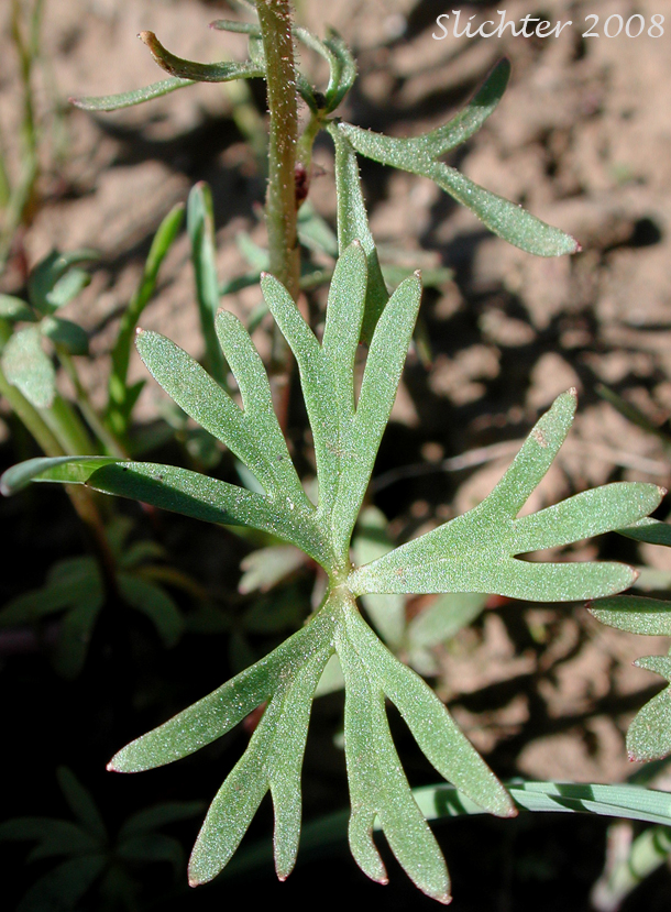 Basal leaf of Smooth Fringecup, Smooth Prairie Star, Bulblet Prairie Star, Bulbous Woodland-star, Bulbiferous Prairie-star: Lithophragma glabrum (Synonyms: Lithophragma bulbifera, Lithophragma glabra)