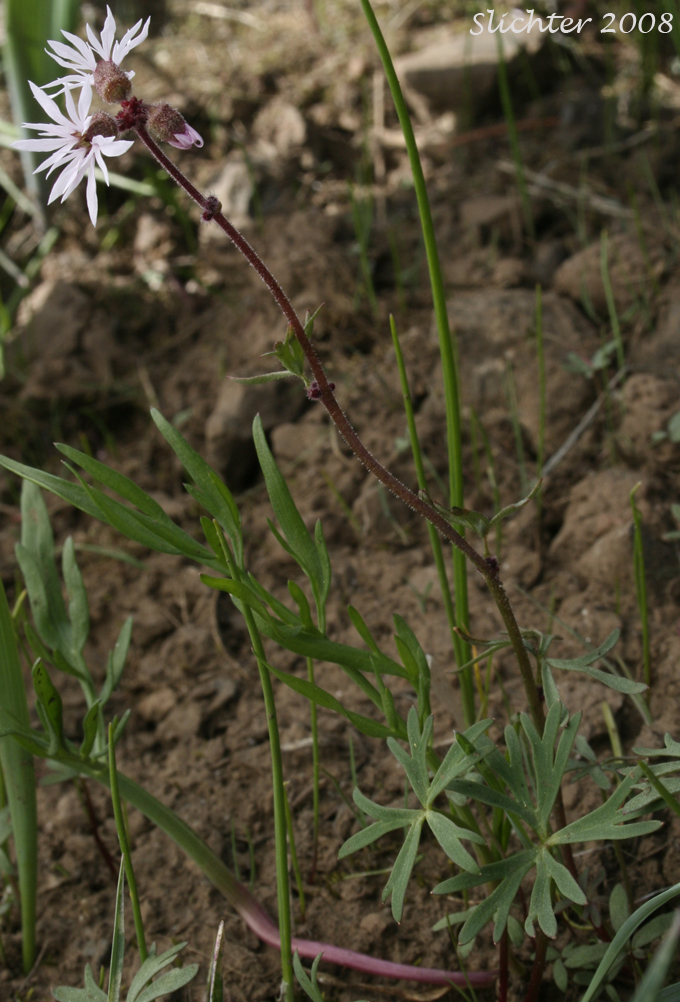 Smooth Fringecup, Smooth Prairie Star, Bulblet Prairie Star, Bulbous Woodland-star, Bulbiferous Prairie-star: Lithophragma glabrum (Synonyms: Lithophragma bulbifera, Lithophragma glabra)