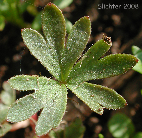 Basal leaf of Smooth Fringecup, Smooth Prairie Star, Bulblet Prairie Star, Bulbous Woodland-star, Bulbiferous Prairie-star: Lithophragma glabrum (Synonyms: Lithophragma bulbifera, Lithophragma glabra)