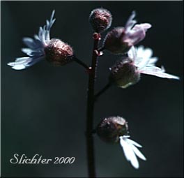 Slender Woodland Star: Lithophragma tenellum (Synonyms: Lithophragma rupicola, Lithophragma tenella)