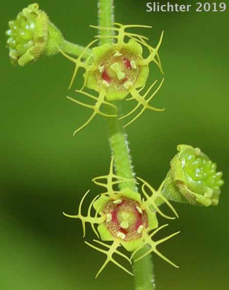 Alpine Mitrewort, Five-stamen Bishop's-cap, Fivestamen Mitrewort, Five-stamen Mitrewort: Mitella pentandra (Synonym: Pectiantia pentandra)
