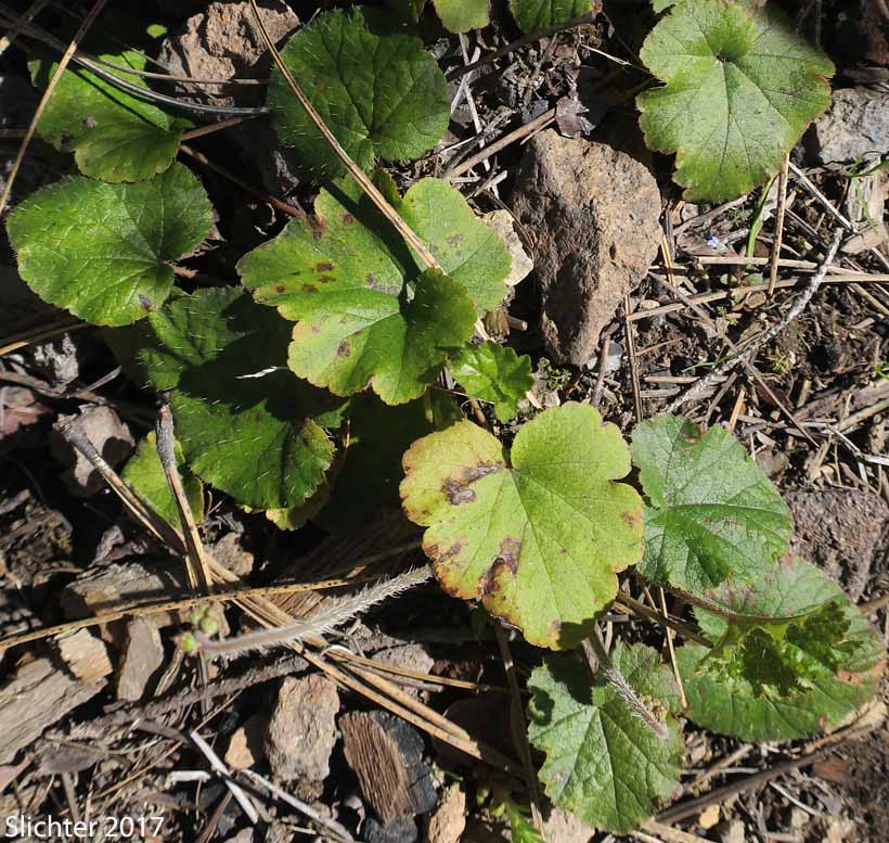 Three-tooth Mitrewort, Three-toothed Mitrewort, Three-parted Mitrewort: Mitella trifida (Synonyms: Mitella trifida var. trifida, Mitella trifida var. violacea, Mitella violacea)