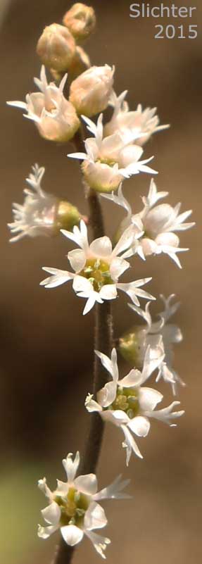 Inflorescence of Three-tooth Mitrewort, Three-toothed Mitrewort, Three-parted Mitrewort: Mitella trifida (Synonyms: Mitella trifida var. trifida, Mitella trifida var. violacea, Mitella violacea)