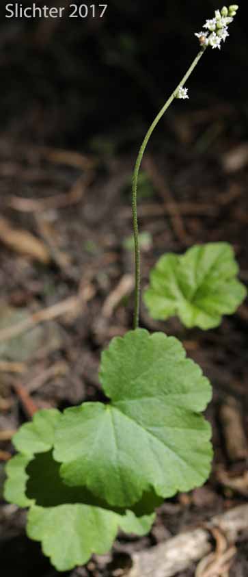 Three-tooth Mitrewort, Three-toothed Mitrewort, Three-parted Mitrewort: Mitella trifida (Synonyms: Mitella trifida var. trifida, Mitella trifida var. violacea, Mitella violacea)