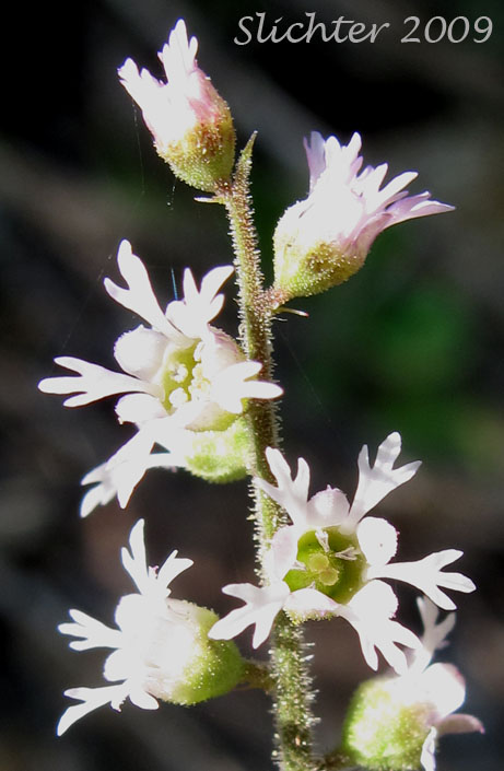 Part of the raceme of Three-tooth Mitrewort, Three-toothed Mitrewort, Three-parted Mitrewort: Mitella trifida (Synonyms: Mitella trifida var. trifida, Mitella trifida var. violacea, Mitella violacea)