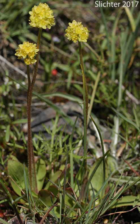 Bald-headed Saxifrage, Petalless Saxifrage, Tiny Swamp Saxifrage, Western Swamp Saxifrage: Saxifraga apetala (Synonyms: Micranthes apetala, Saxifraga apetala, Saxifraga columbiana, Saxifraga columbiana var. apetala, Saxifraga integrifolia var. apetala)