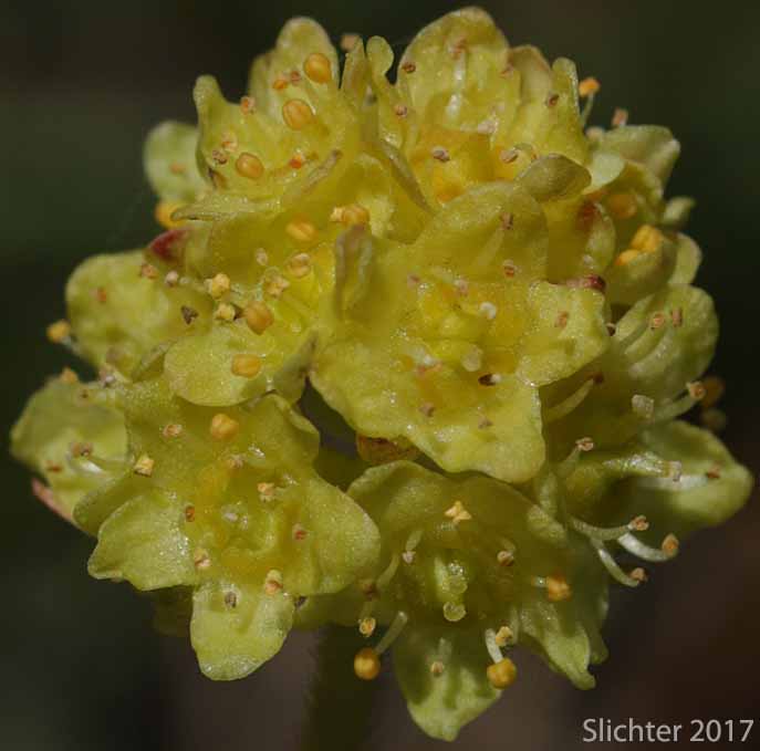 Inflorescence of Bald-headed Saxifrage, Petalless Saxifrage, Tiny Swamp Saxifrage, Western Swamp Saxifrage: Saxifraga apetala (Synonyms: Micranthes apetala, Saxifraga apetala, Saxifraga columbiana, Saxifraga columbiana var. apetala, Saxifraga integrifolia var. apetala)