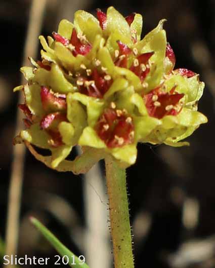 Bald-headed Saxifrage, Petalless Saxifrage, Tiny Swamp Saxifrage, Western Swamp Saxifrage: Saxifraga apetala (Synonyms: Micranthes apetala, Saxifraga apetala, Saxifraga columbiana, Saxifraga columbiana var. apetala, Saxifraga integrifolia var. apetala)