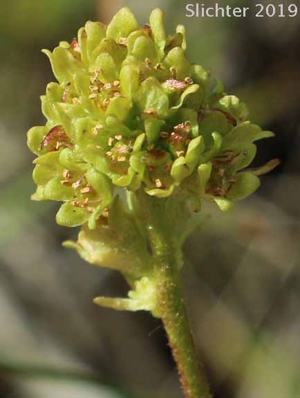 Bald-headed Saxifrage, Petalless Saxifrage, Tiny Swamp Saxifrage, Western Swamp Saxifrage: Saxifraga apetala (Synonyms: Micranthes apetala, Saxifraga apetala, Saxifraga columbiana, Saxifraga columbiana var. apetala, Saxifraga integrifolia var. apetala)