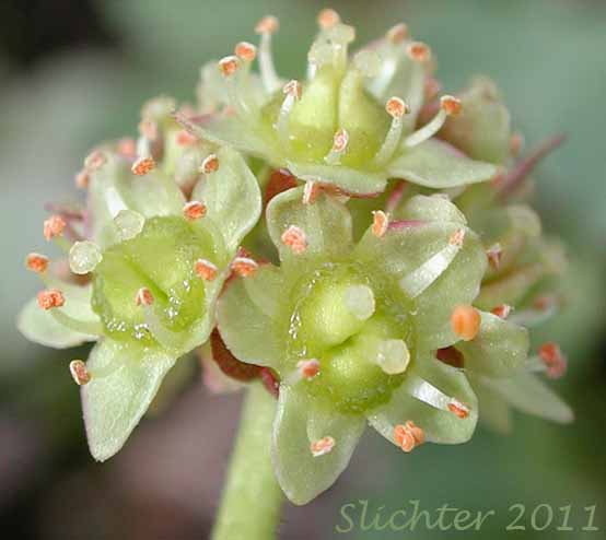 Bald-headed Saxifrage, Tiny Swamp Saxifrage, Western Swamp Saxifrage: Micranthes apetala (Synonyms: Saxifraga apetala, Saxifraga columbiana, Saxifraga columbiana var. apetala, Saxifraga integrifolia var. apetala) 